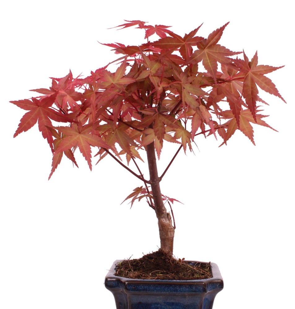 Bonsai - Acer palmatum Deshojo - roter Fächerahorn 228/27