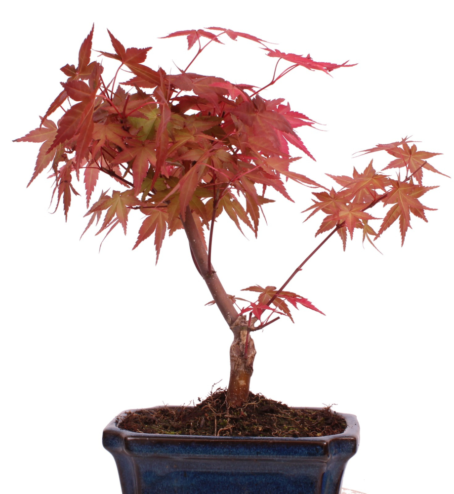 Bonsai - Acer palmatum Deshojo - roter Fächerahorn 228/27