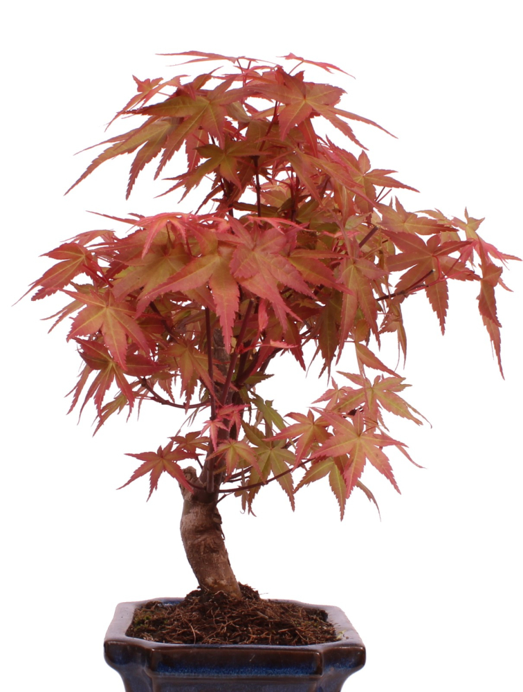 Bonsai - Acer palmatum Deshojo - roter Fächerahorn 228/28