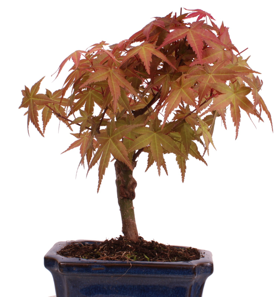 Bonsai - Acer palmatum Deshojo - roter Fächerahorn 228/29