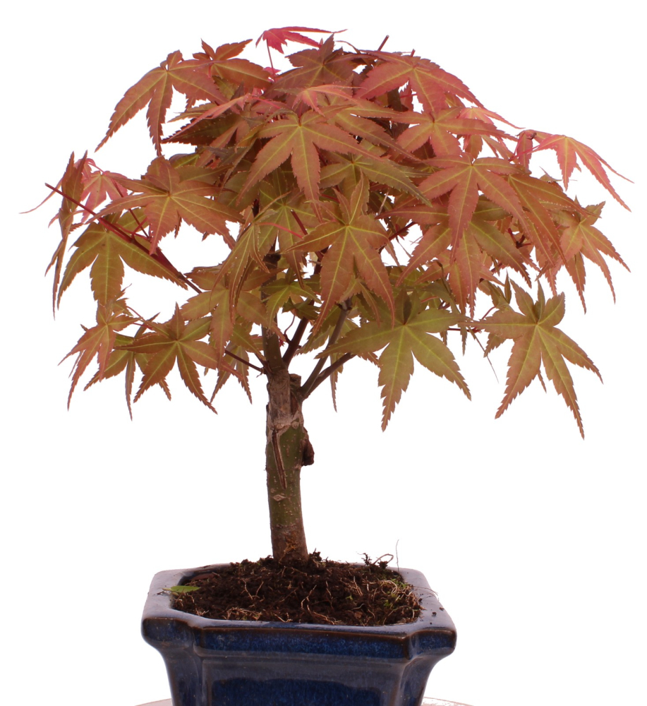 Bonsai - Acer palmatum Deshojo - roter Fächerahorn 228/29