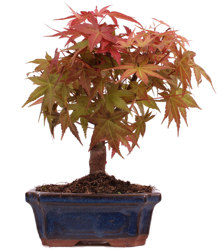 Bonsai - Acer palmatum Deshojo - roter Fächerahorn 228/30