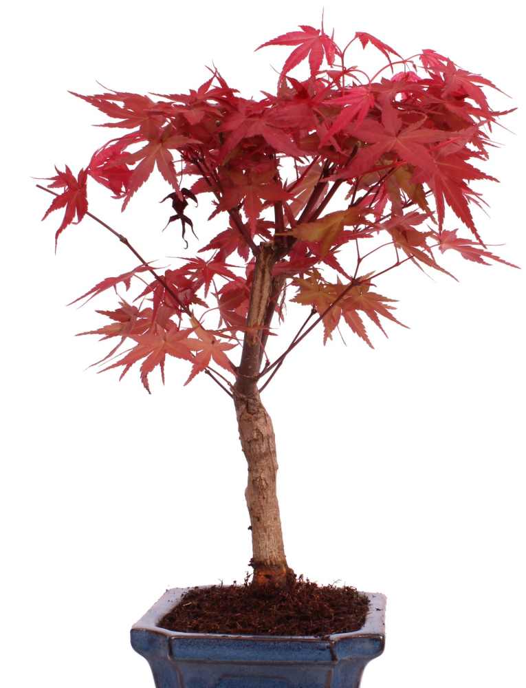 Bonsai - Acer palmatum Deshojo - roter Fächerahorn 228/32