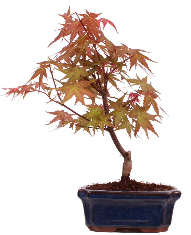 Bonsai - Acer palmatum Deshojo - roter Fächerahorn 228/33