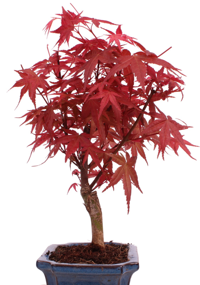 Bonsai - Acer palmatum Deshojo - roter Fächerahorn 228/34