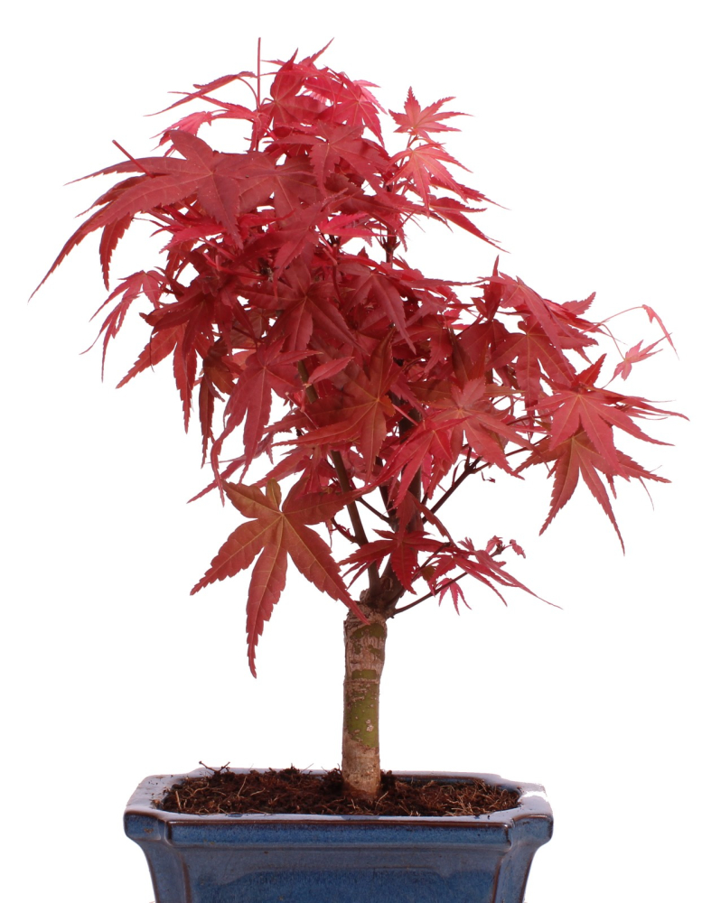 Bonsai - Acer palmatum Deshojo - roter Fächerahorn 228/34