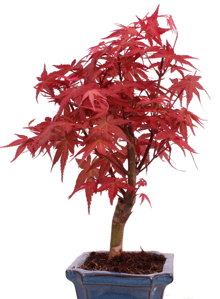 Bonsai - Acer palmatum Deshojo - roter Fächerahorn 228/34