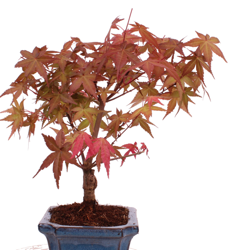 Bonsai - Acer palmatum Deshojo - roter Fächerahorn 228/35