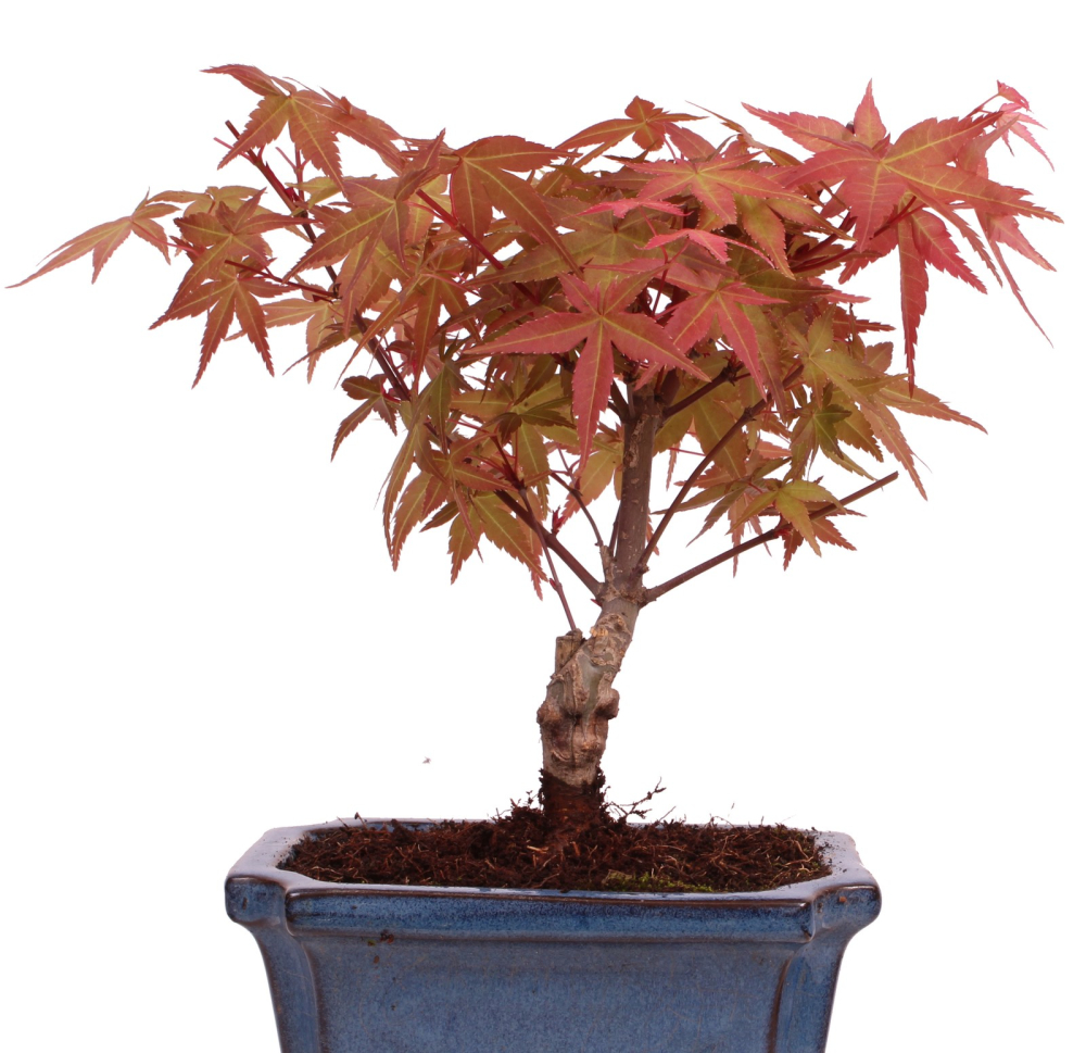 Bonsai - Acer palmatum Deshojo - roter Fächerahorn 228/36