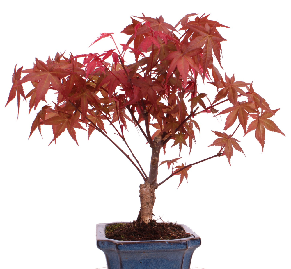 Bonsai - Acer palmatum Deshojo - roter Fächerahorn 228/40