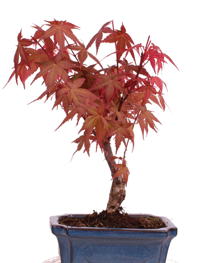 Bonsai - Acer palmatum Deshojo - roter Fächerahorn 228/40