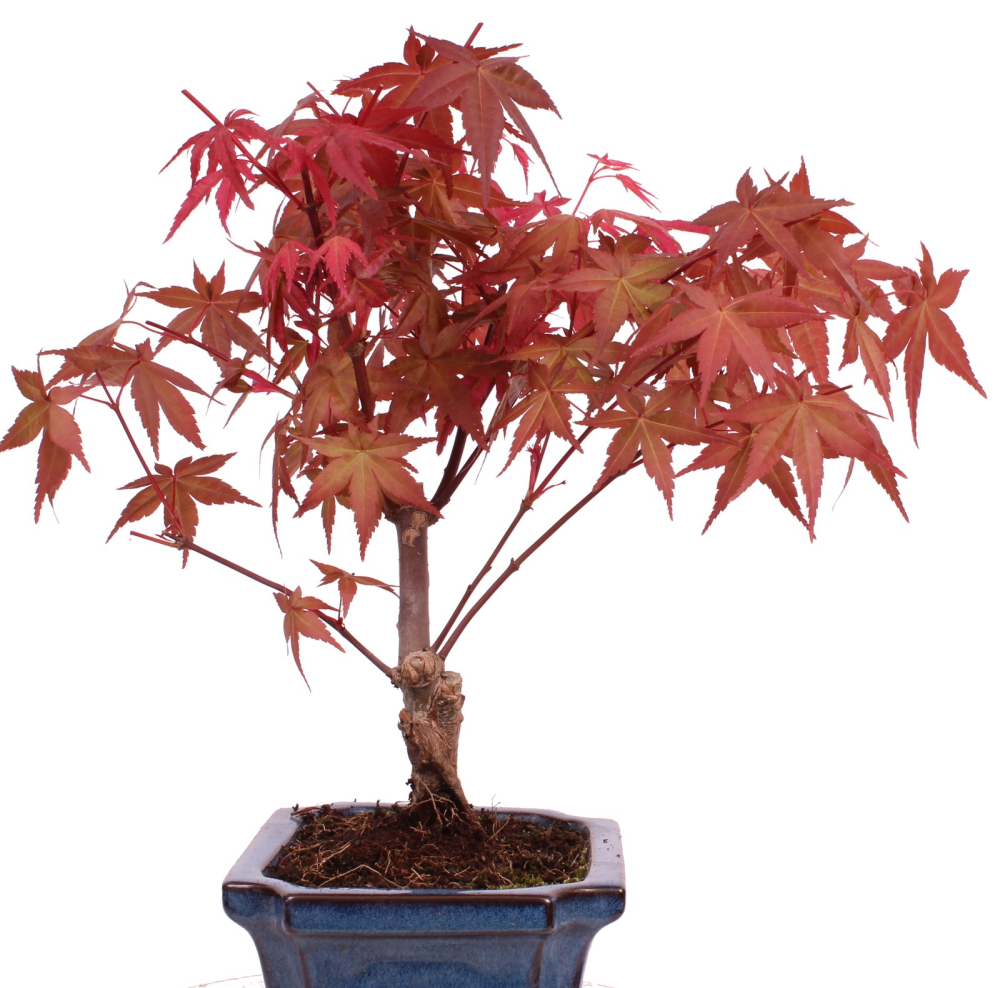 Bonsai - Acer palmatum Deshojo - roter Fächerahorn 228/40