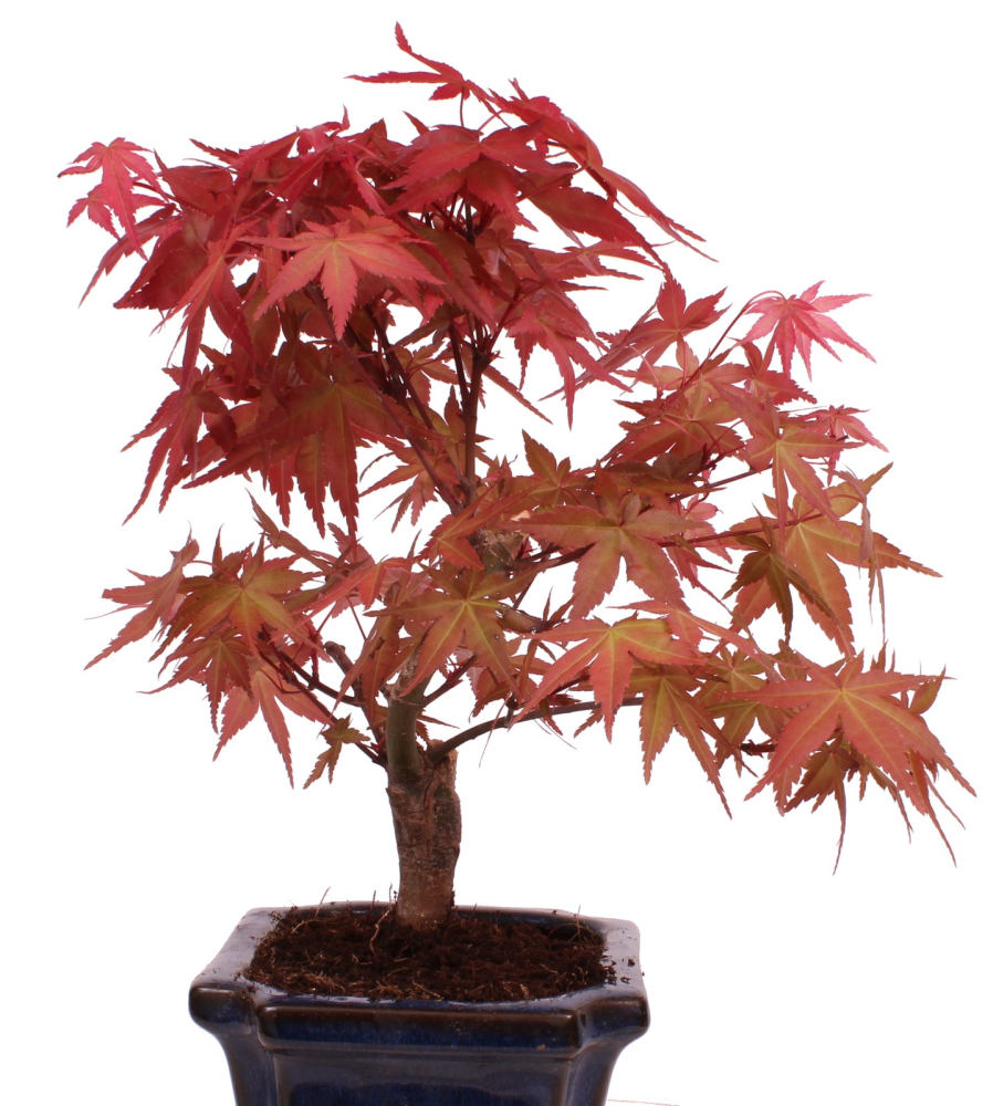 Bonsai - Acer palmatum Deshojo - roter Fächerahorn 228/41