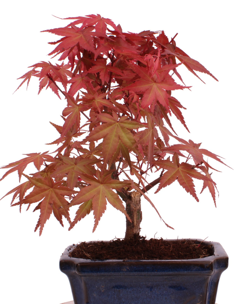 Bonsai - Acer palmatum Deshojo - roter Fächerahorn 228/41