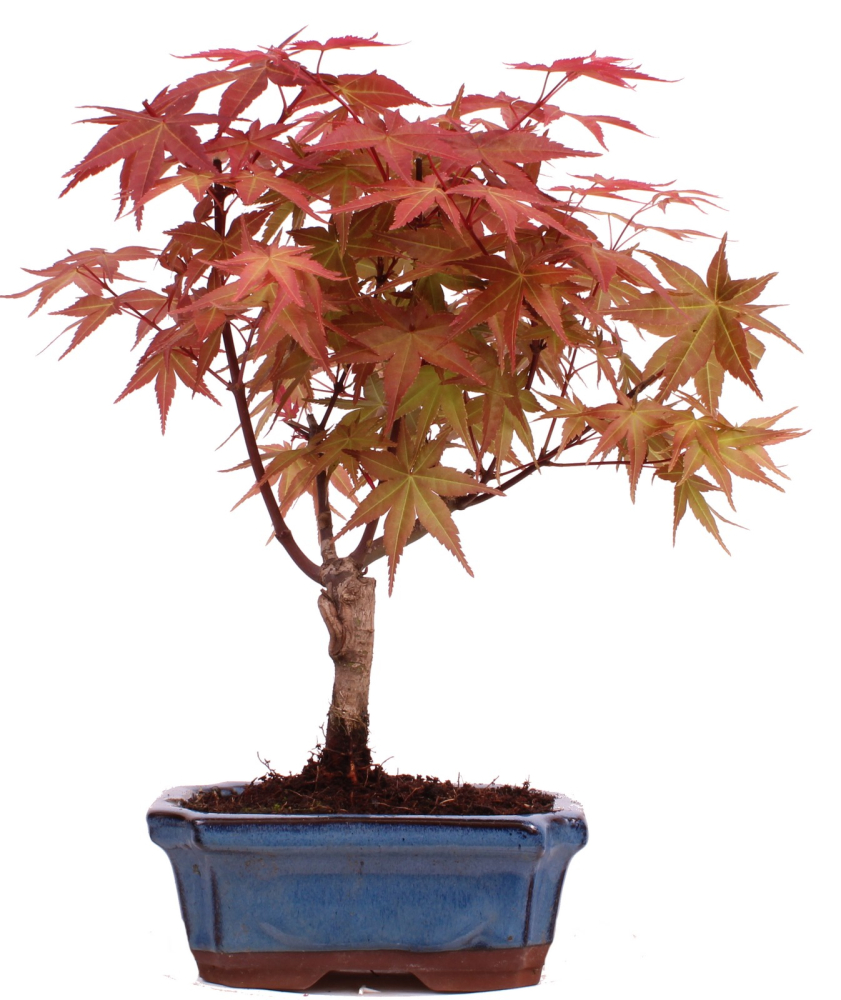 Bonsai - Acer palmatum Deshojo - roter Fächerahorn 228/42