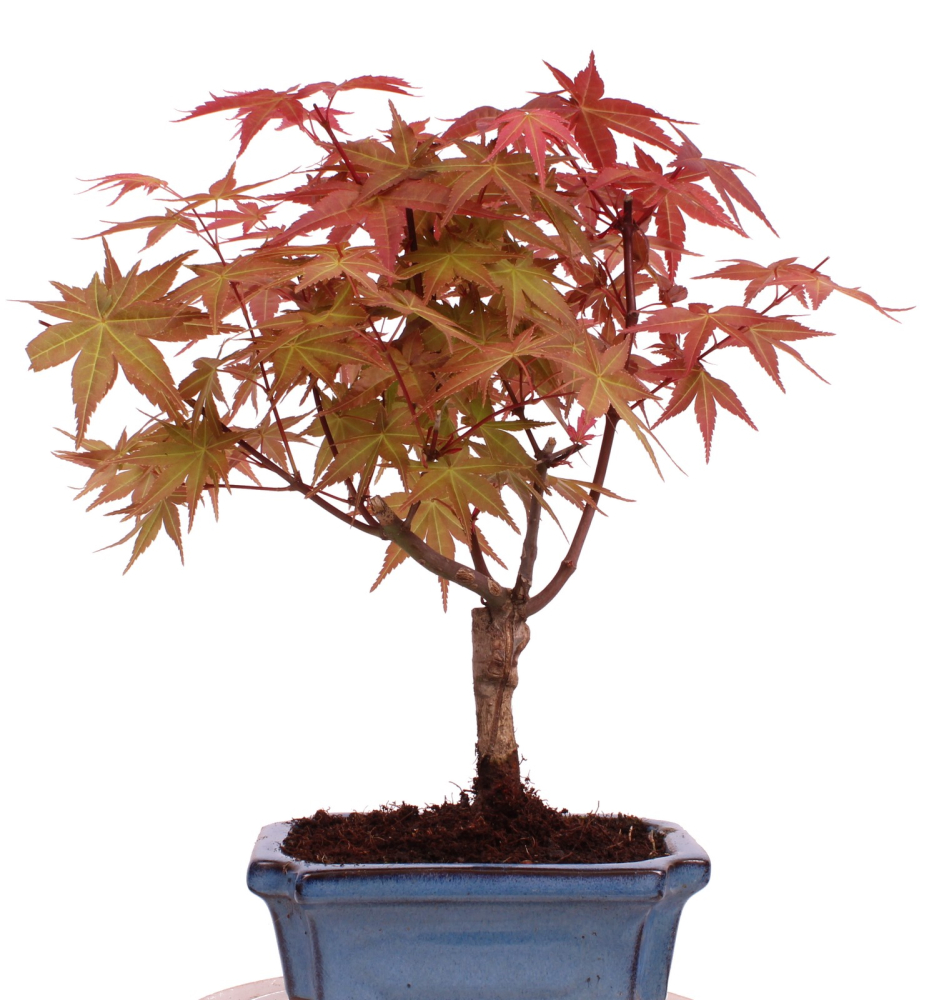 Bonsai - Acer palmatum Deshojo - roter Fächerahorn 228/42