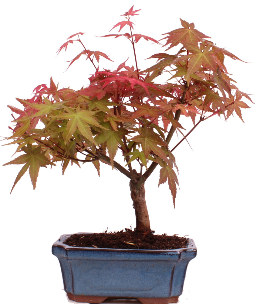 Bonsai - Acer palmatum Deshojo - roter Fächerahorn 228/43
