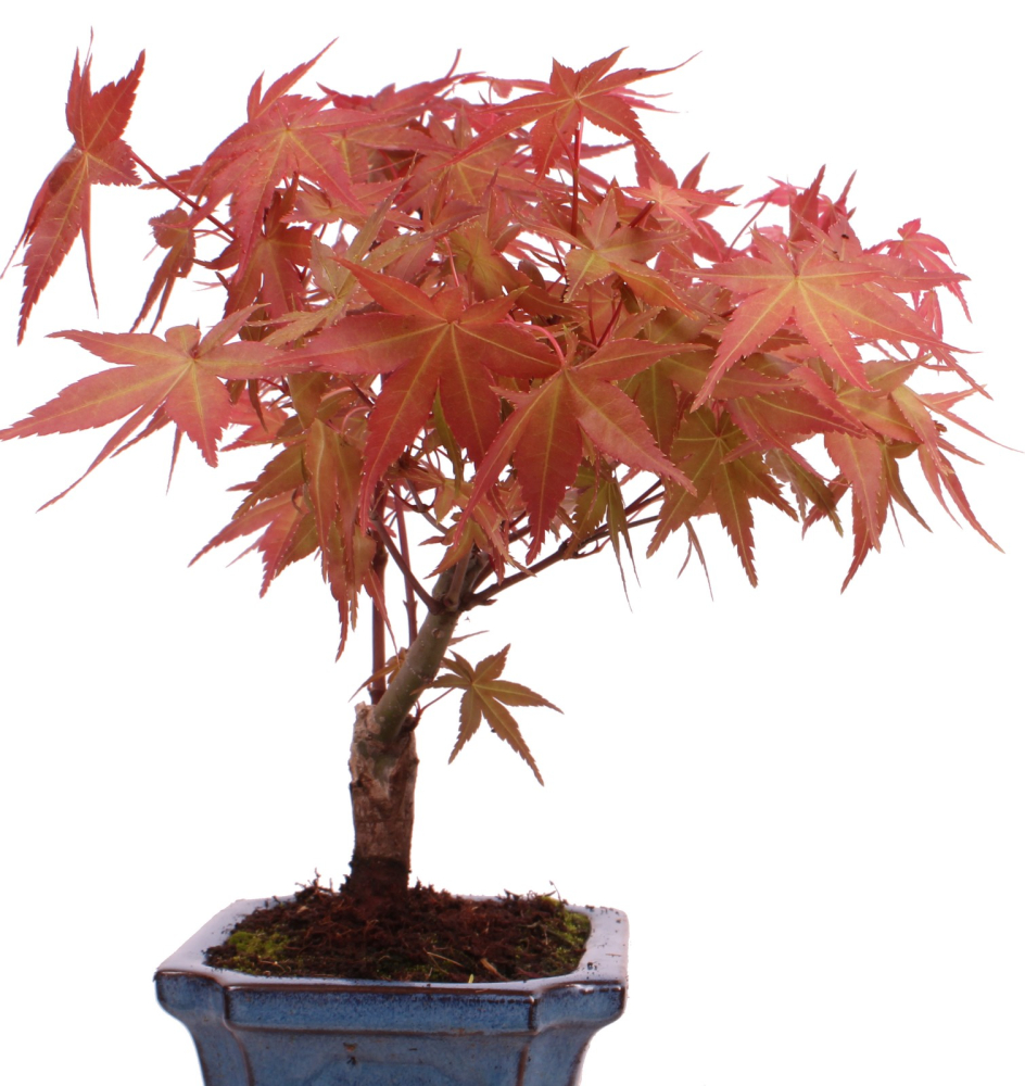 Bonsai - Acer palmatum Deshojo - roter Fächerahorn 228/44