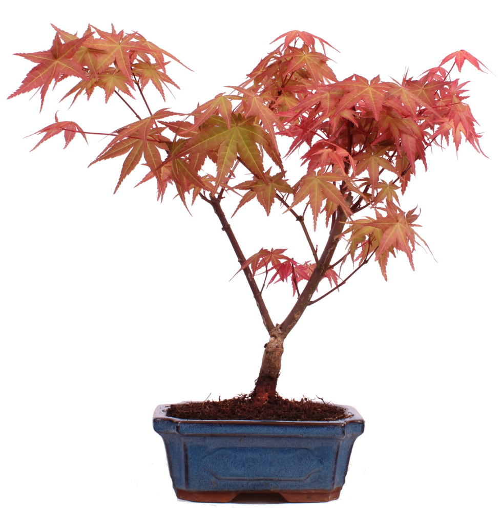 Bonsai - Acer palmatum Deshojo - roter Fächerahorn 228/45