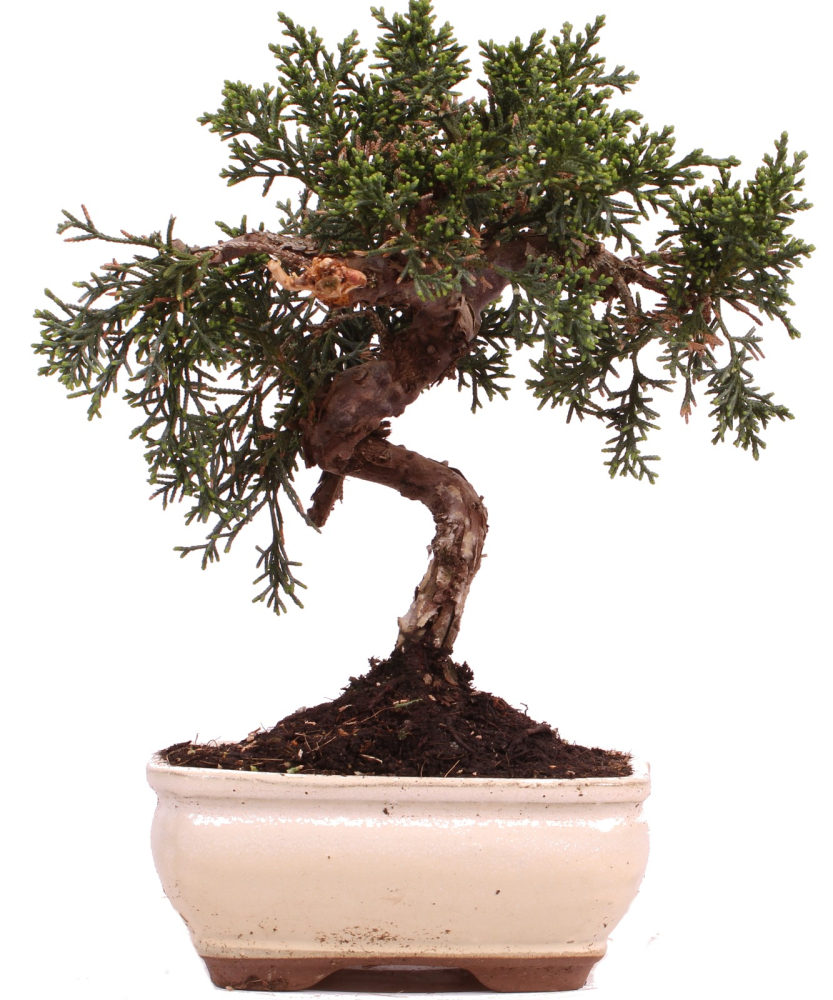 Bonsai - Juniperus chinensis 'Kyushu', Chinesischer Wacholder 228/46