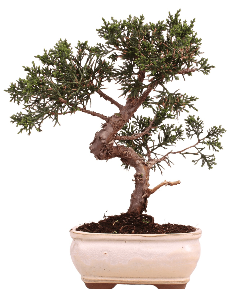Bonsai - Juniperus chinensis 'Kyushu', Chinesischer Wacholder 228/47