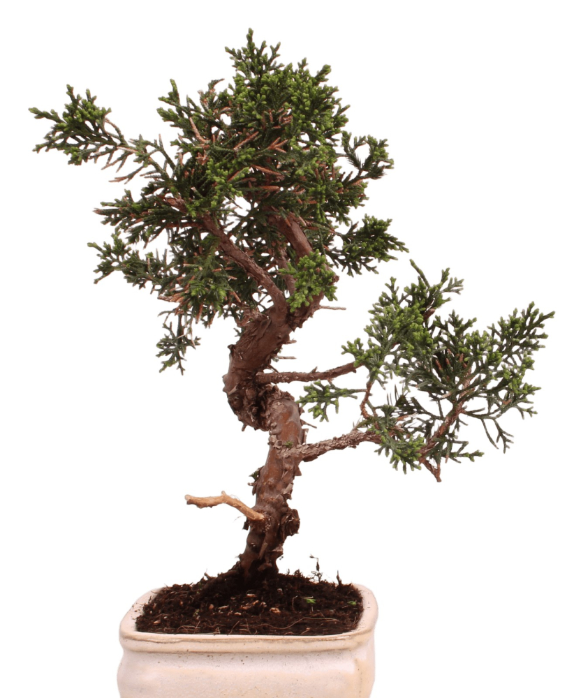 Bonsai - Juniperus chinensis 'Kyushu', Chinesischer Wacholder 228/47