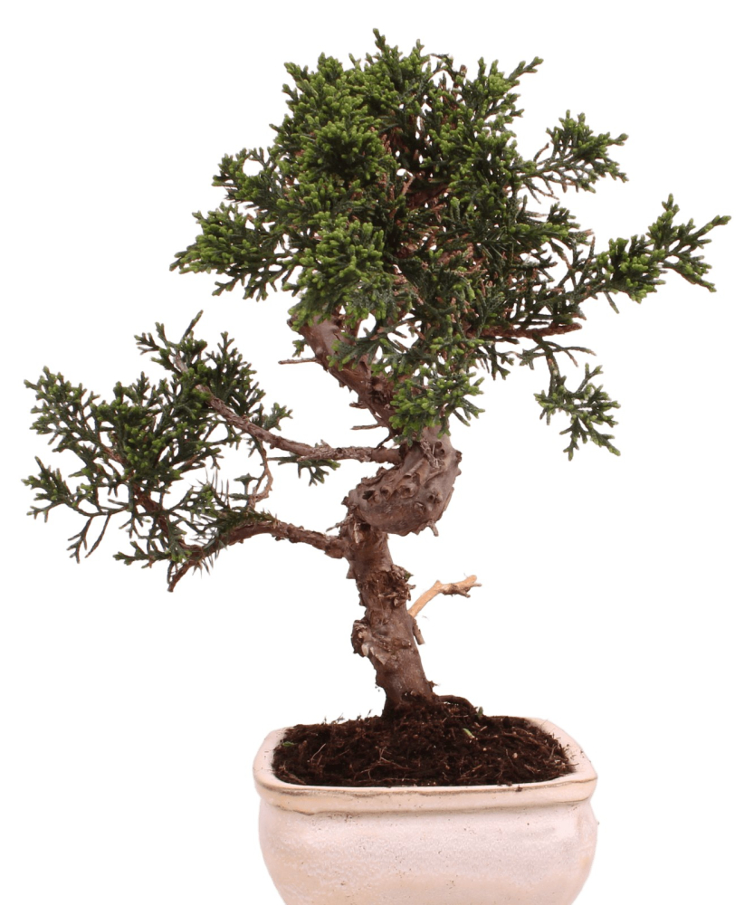 Bonsai - Juniperus chinensis 'Kyushu', Chinesischer Wacholder 228/47