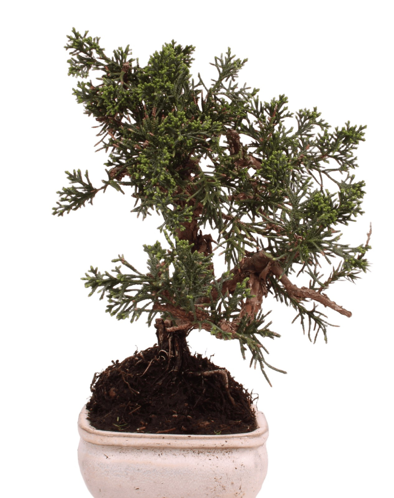 Bonsai - Juniperus chinensis 'Kyushu', Chinesischer Wacholder 228/48