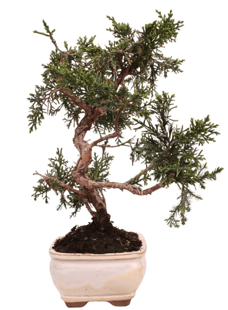 Bonsai - Juniperus chinensis 'Kyushu', Chinesischer Wacholder 228/49