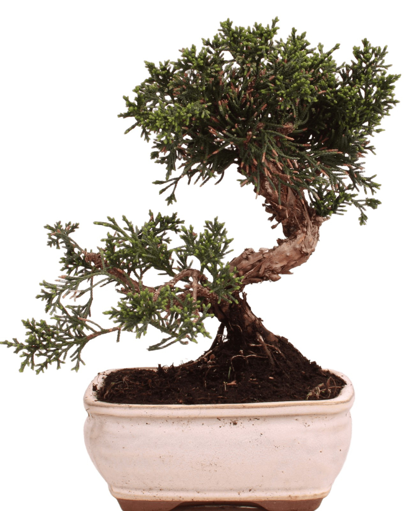 Bonsai - Juniperus chinensis 'Kyushu', Chinesischer Wacholder 228/50