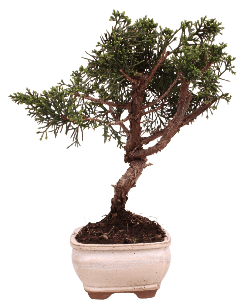 Bonsai - Juniperus chinensis 'Kyushu', Chinesischer Wacholder 228/51