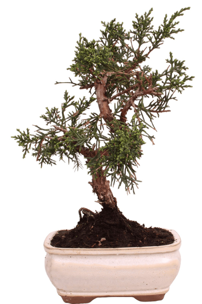 Bonsai - Juniperus chinensis 'Kyushu', Chinesischer Wacholder 228/52