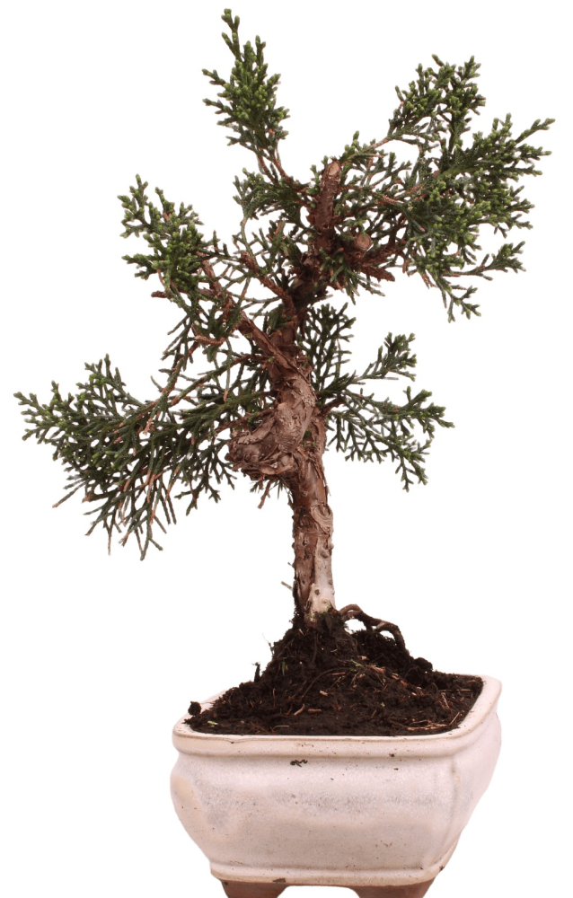 Bonsai - Juniperus chinensis 'Kyushu', Chinesischer Wacholder 228/52