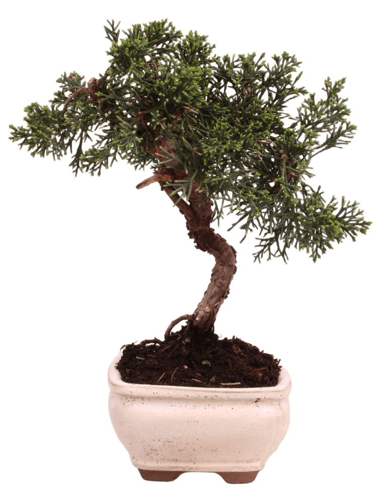 Bonsai - Juniperus chinensis 'Kyushu', Chinesischer Wacholder 228/53