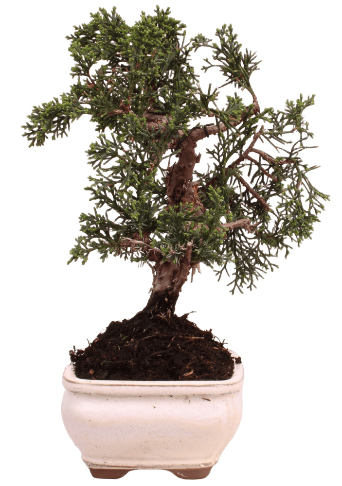 Bonsai - Juniperus chinensis 'Kyushu', Chinesischer Wacholder 228/54