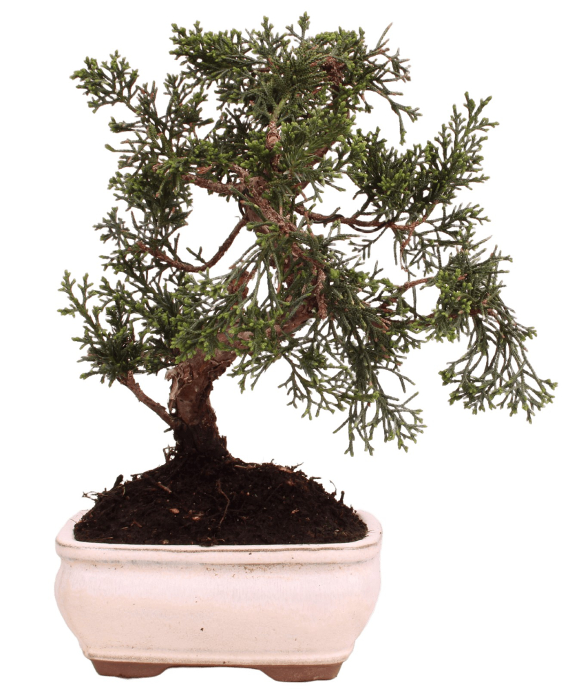 Bonsai - Juniperus chinensis 'Kyushu', Chinesischer Wacholder 228/54