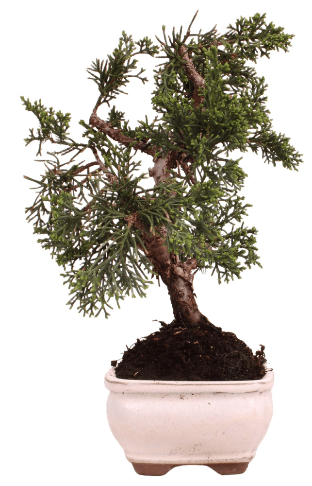 Bonsai - Juniperus chinensis 'Kyushu', Chinesischer Wacholder 228/54