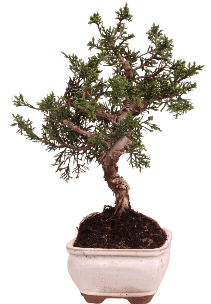 Bonsai - Juniperus chinensis 'Kyushu', Chinesischer Wacholder 228/55