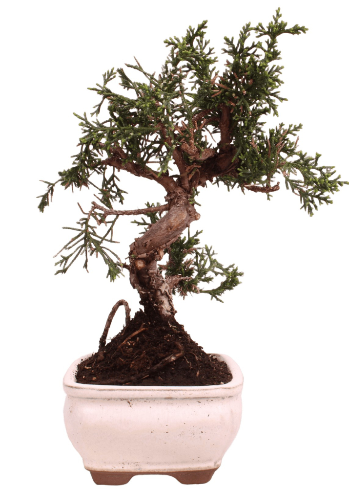 Bonsai - Juniperus chinensis 'Kyushu', Chinesischer Wacholder 228/56