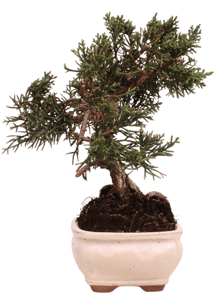 Bonsai - Juniperus chinensis 'Kyushu', Chinesischer Wacholder 228/57