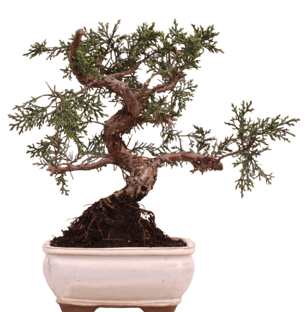 Bonsai - Juniperus chinensis 'Kyushu', Chinesischer Wacholder 228/58