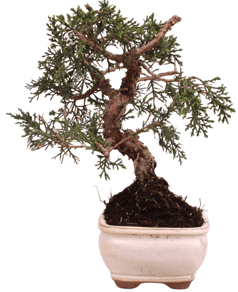 Bonsai - Juniperus chinensis 'Kyushu', Chinesischer Wacholder 228/58