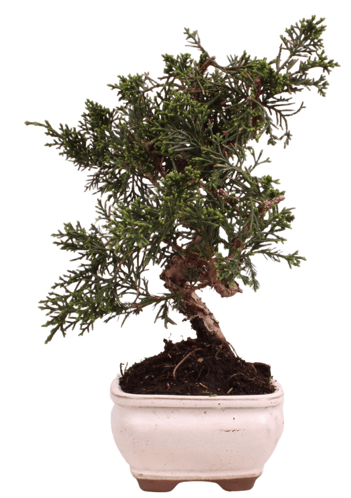 Bonsai - Juniperus chinensis 'Kyushu', Chinesischer Wacholder 228/59