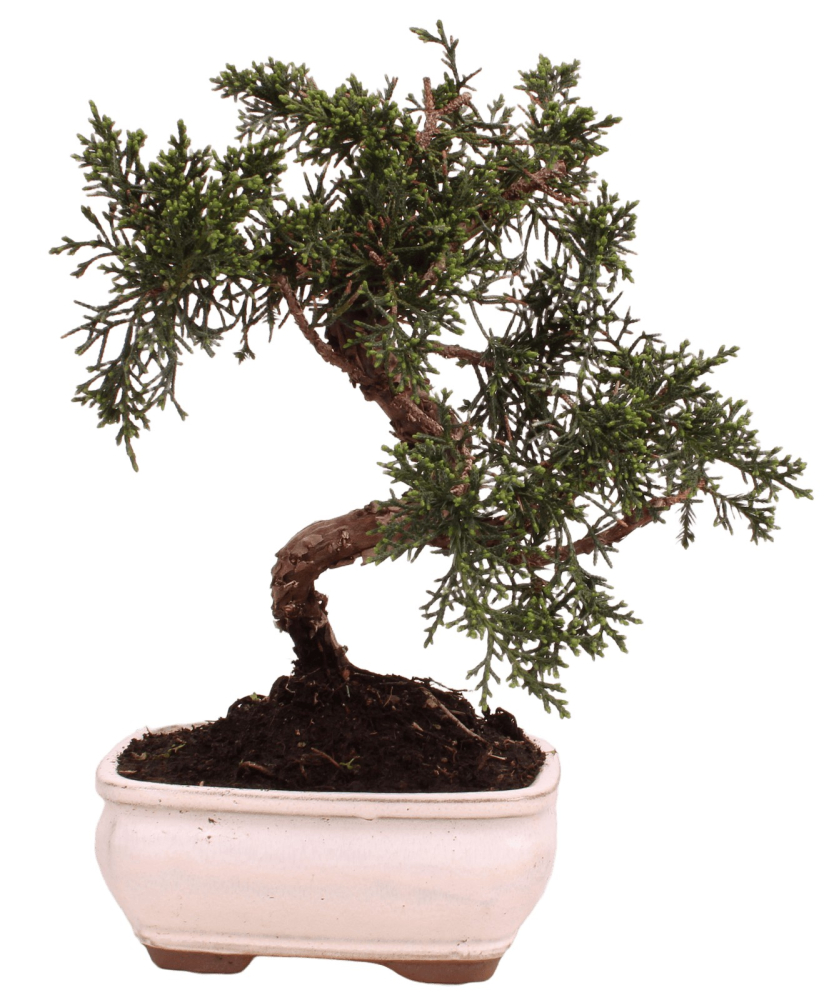 Bonsai - Juniperus chinensis 'Kyushu', Chinesischer Wacholder 228/59