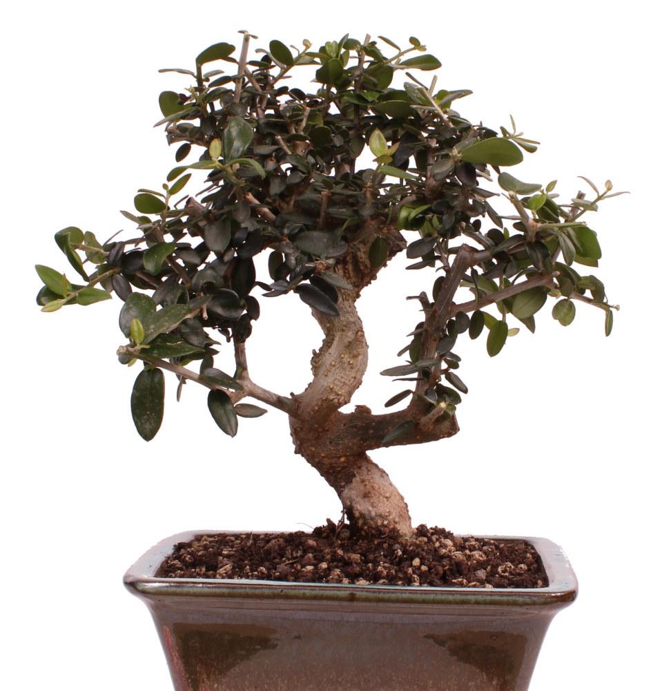 Bonsai - Olea europaea Sylvestris - Wild-Olive 228/61