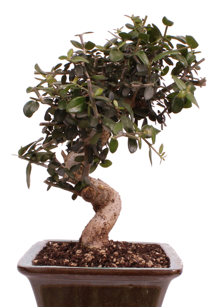 Bonsai - Olea europaea Sylvestris - Wild-Olive 228/61