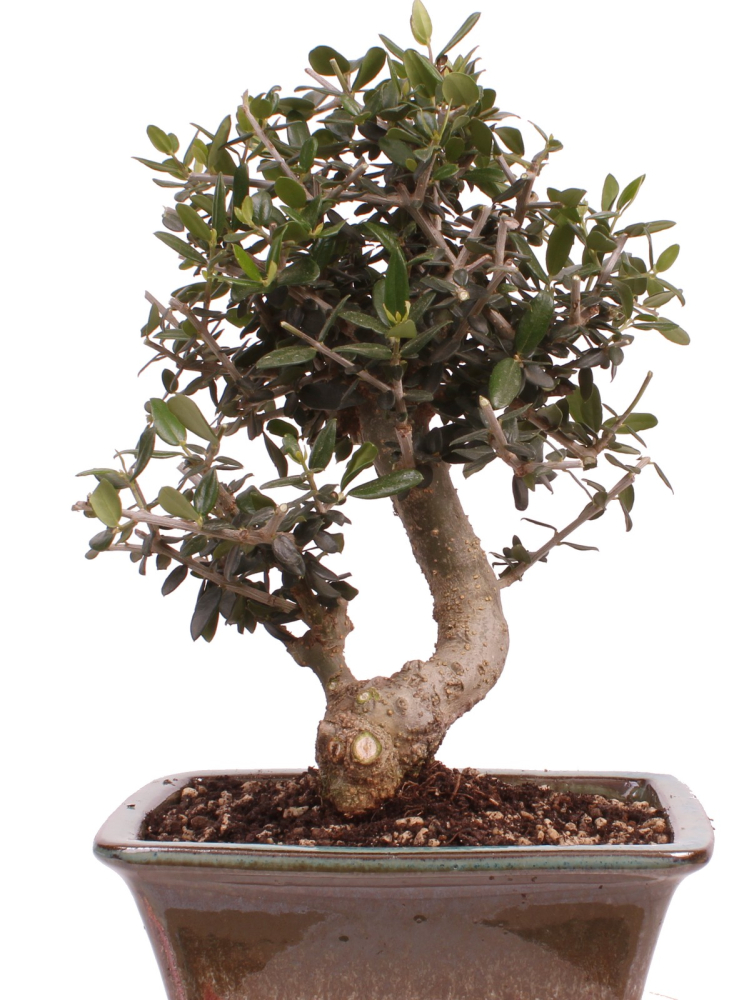 Bonsai - Olea europaea Sylvestris - Wild-Olive 228/62