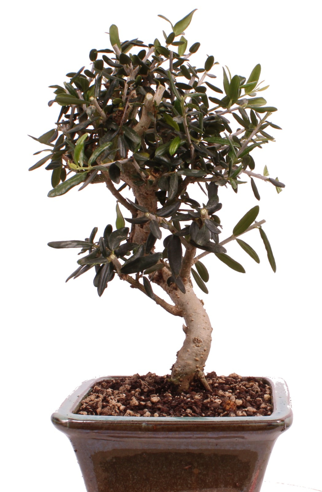 Bonsai - Olea europaea Sylvestris - Wild-Olive 228/63