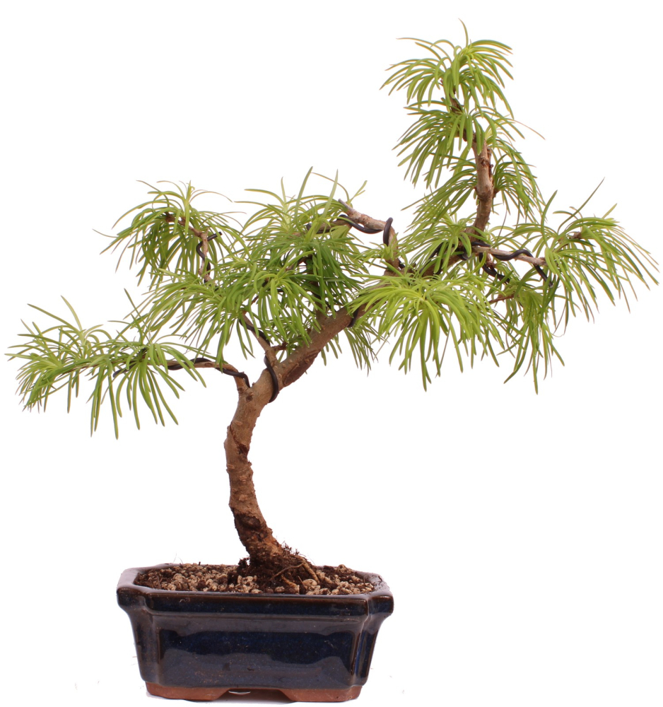 Bonsai - Pseudolarix amabilis  - Goldlärche Outdoor 228/64