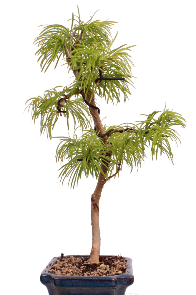 Bonsai - Pseudolarix amabilis  - Goldlärche Outdoor 228/65